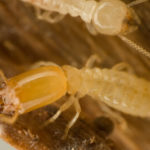 Termites: Nature’s Home Invaders - Florida Pest Control
