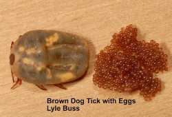 Brown dog Tick with Eggs - Florida Pest Control