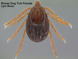 Female brown Dog tick - Florida Pest Control