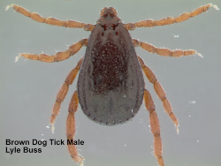 Male brown dog Tick - Florida Pest Control