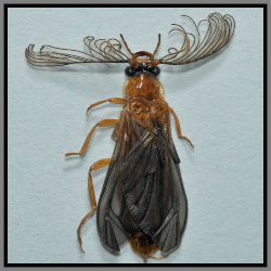 Male Glow Worm - Florida Pest Control