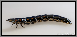 Glow Worm Phengodes - Florida Pest Control