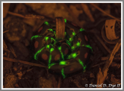 GlowWorm Glowing in the dark - Florida Pest Control