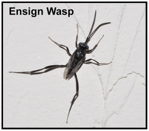 Ensign Wasp - Florida Pest Control