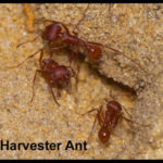 Harvester Ant - Florida Pest Control