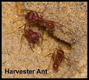 Harvester Ant - Florida Pest Control