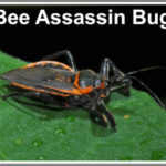 Bee Assassin bug - Florida Pest Control