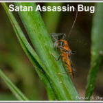 Satan assassin bug - Florida Pest Control