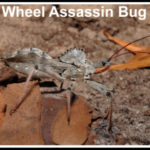 Wheel-Assassin bug - Florida Pest Control