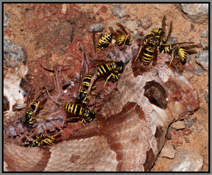 Eastern Yellowjackets - Florida Pest Control
