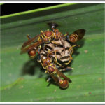 Paper Wasps and Yellowjackets - Florida Pest Control