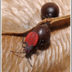 The Jadera Bug - Florida Pest Control