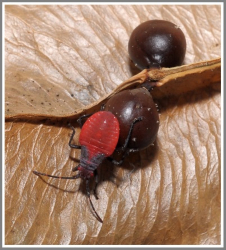 The Jadera Bug - Florida Pest Control