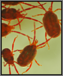 The Tiny Red Spring Invader - Florida Pest Control