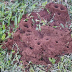The Ant Hill You See Is Not the Ant Hill You Have - Florida Pest Control