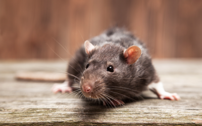 Rat in Florida home - Florida Pest Control