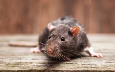 The Dangers of Using Rat Poison for Your Infestation