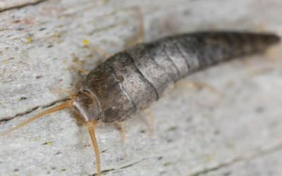 Silverfish in Florida home - Florida Pest Control