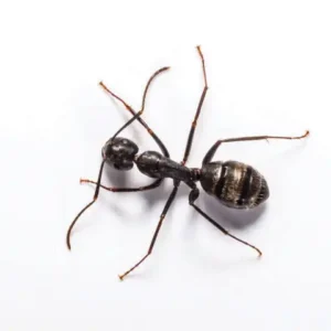 black carpenter ant against a white background - keep ants away from your home with florida pest control