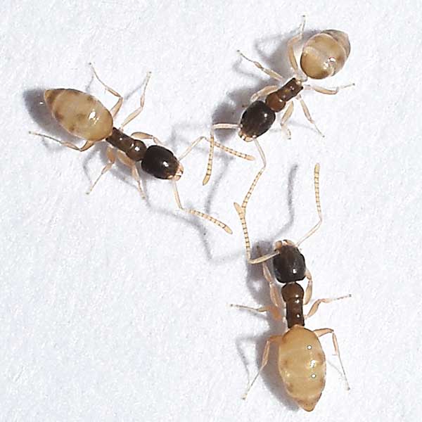 ghost ants in trio