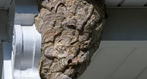 A bald-faced hornet’s paper nest
