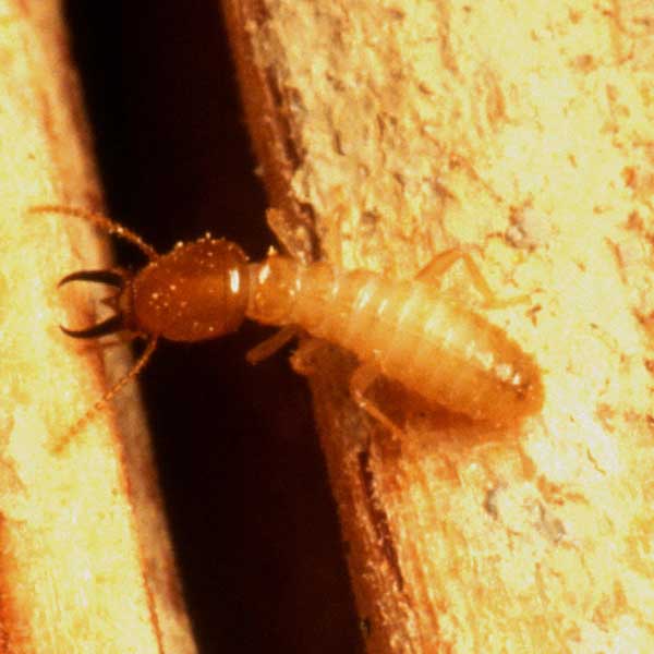 Subterranean Termites in Florida