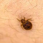 What bed bugs look like in Florida - Florida Pest Control