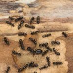 Carpenter ants are a common ant in Florida - Florida Pest Control