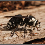 Baldfaced_Hornet_Queen_Dolichovespula_maculata-blog-Florida-Pest-control