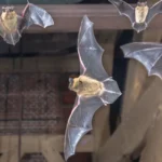 four bats flying in front of church tower
