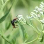 Lovebugs mating in Florida - Florida Pest Control
