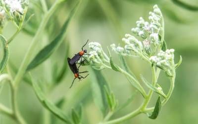 Lovebugs mating in Florida - Florida Pest Control