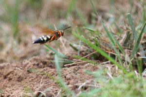 Cicada killer flying at its burrow entrance.