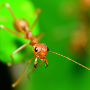 Little yellow ant on a leaf
