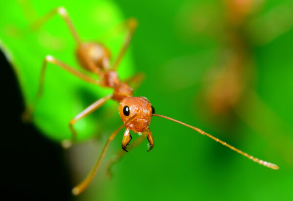 Little yellow ant on a leaf