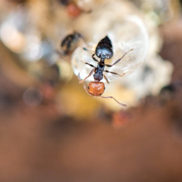 A view of a small honey ant from above