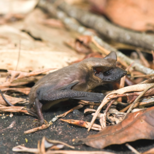 Mexican free-tailed bat identification in Florida - Florida Pest Control