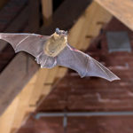 bats-blog-Florida-Pest-control