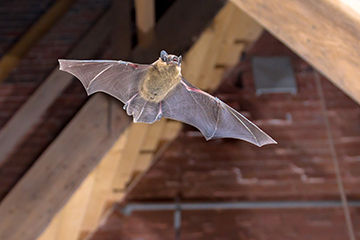 Feeling a Bit Batty? - Florida Pest Control - Pest Control and Exterminator  Services