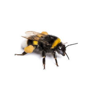 bumblebee-8-300x300.jpg