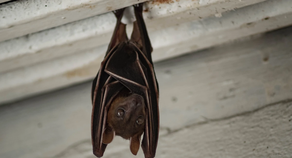 bag hanging upside down on a ceilling beam
