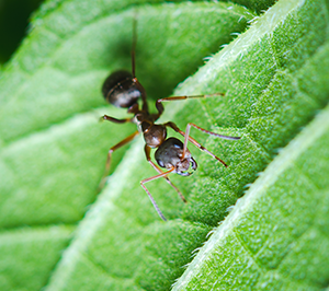 Ant Identification in Florida