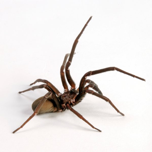 Spider Extermination, Prevention & Control Solutions