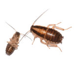 German cockroaches in Florida