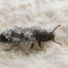Mealworm beetle, Tenebrio molitor on wheat flour. Macro photo.