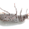 Mealworm beetle, Tenebrio molitor on its back covered in wheat flour photographed on white background.