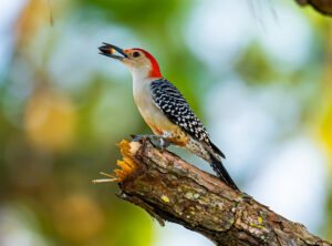 A red-bellied woodpecker