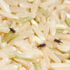 Rice Weevils (Sitophilus oryzae) on milled rice. Rice Weevil is rice, wheat, crop and grain pest.