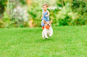 Lawn insect control in Florida - Florida Pest Control