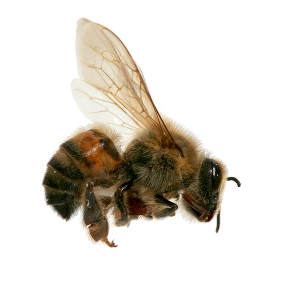 Africanized Honey Bee Identification & Behavior